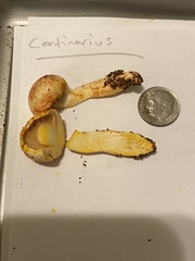 Cortinarius rubiginosus