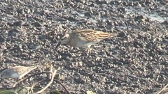Calidris acuminata