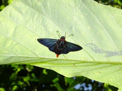 Elbella scylla