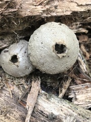 Apioperdon pyriforme