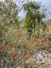 Clinopodium coccineum