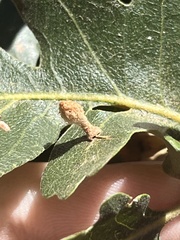 Atrusca clavuloides