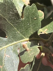 Atrusca clavuloides