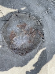 Rhopilema verrilli