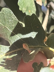 Atrusca clavuloides