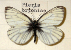 Pieris bryoniae