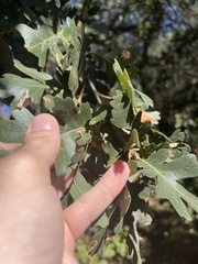 Atrusca clavuloides
