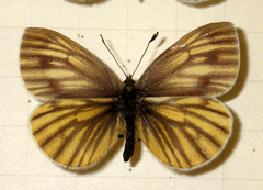 Pieris bryoniae