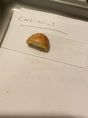 Cortinarius rubiginosus