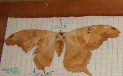Arsenurinae