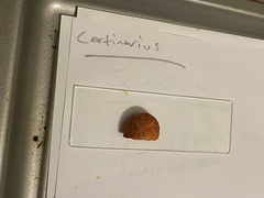 Cortinarius rubiginosus