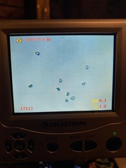 Cortinarius rubiginosus