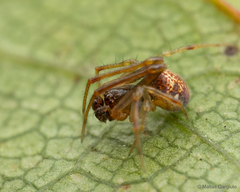 Theridiidae