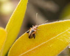 Protopsilapha signata