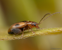 Protopsilapha signata