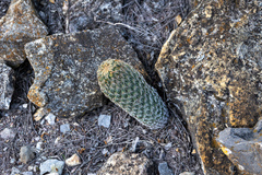 Coryphantha