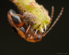 Protopsilapha signata