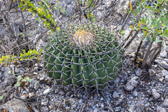 Echinocactus platyacanthus