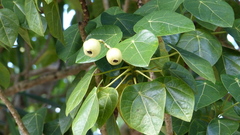 Hernandia nymphaeifolia