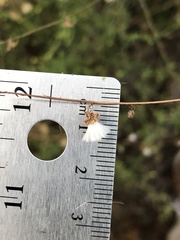 Stephanomeria diegensis