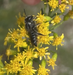 Megachilini