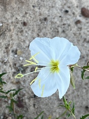 Oenothera pallida