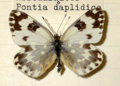 Pontia