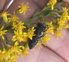 Megachilini