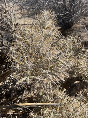 Cylindropuntia ramosissima