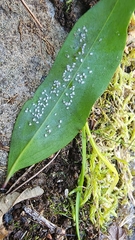 Siphoninus phillyreae