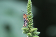 Melanoplinae