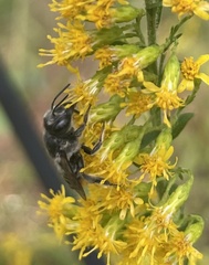 Megachilini