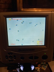 Cortinarius rubiginosus