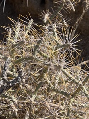 Cylindropuntia ramosissima