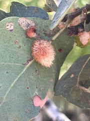 Andricus crystallinus