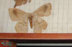 Lonomia