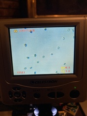 Cortinarius rubiginosus