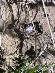 Lithobates sphenocephalus
