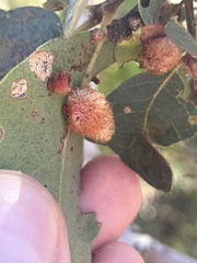 Andricus crystallinus