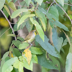 Pachysylvia aurantiifrons