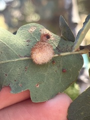 Andricus crystallinus