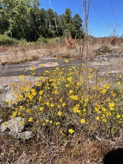 Helianthus porteri