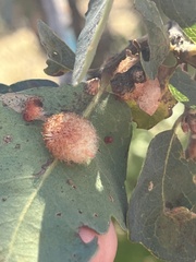 Andricus crystallinus