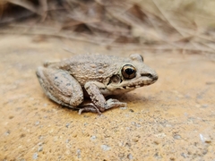 Litoria inermis
