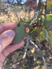 Andricus crystallinus