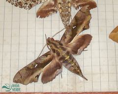 Hemeroplanes ornatus