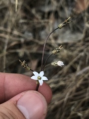 Jepsonia parryi