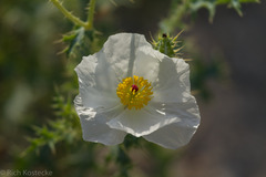 Argemone albiflora