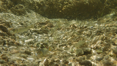 Cyprinella proserpina