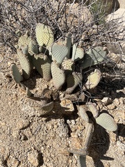 Opuntia basilaris basilaris